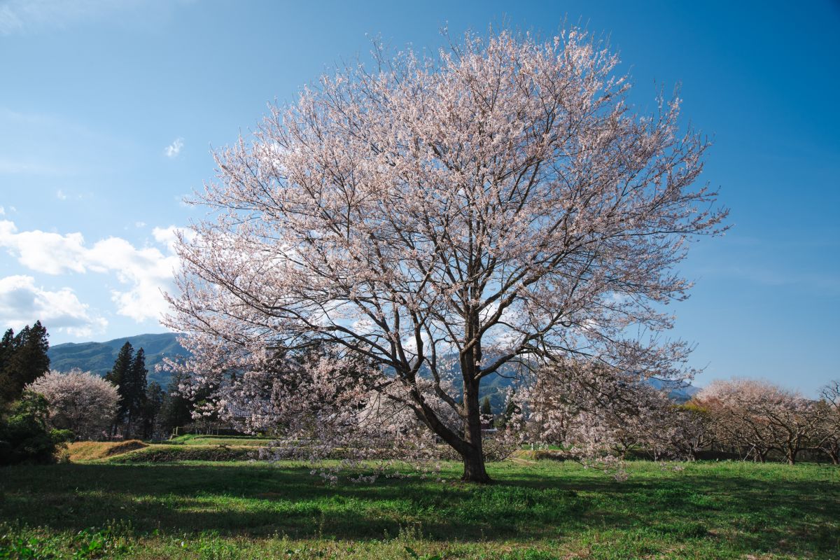 南信州の桜旅　松岡城址